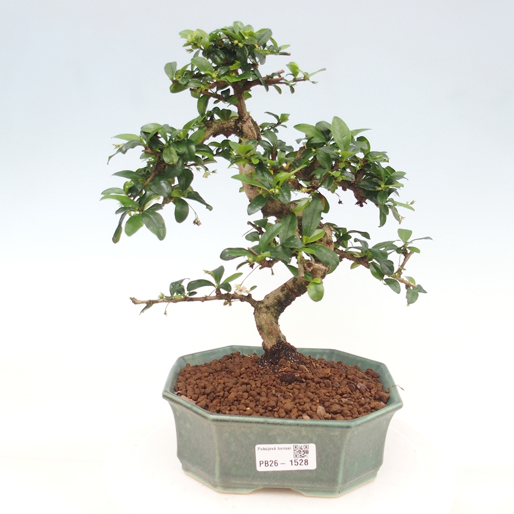 Room bonsai - Carmona macrophylla - Tea fuki