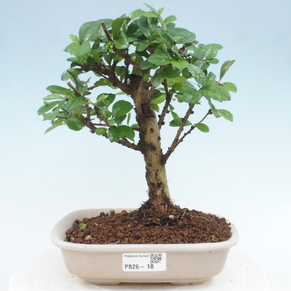 Room bonsai - Carmona macrophylla - Tea fuki
