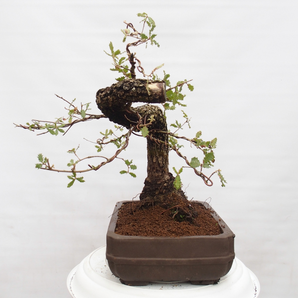 Yamadori - Quercus Ilex - Oak holly