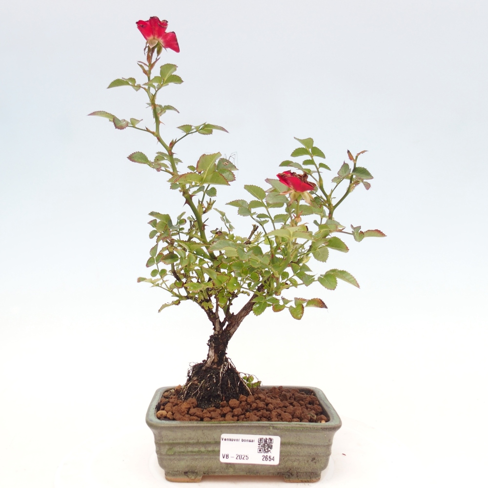 Outdoor bonsai - Rosa Kordes -  rose
