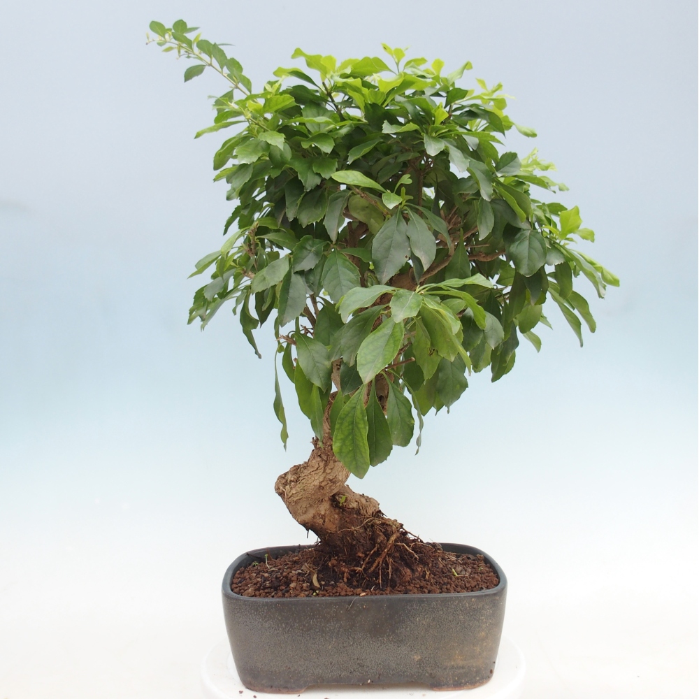Room bonsai - Duranta repens -Duranta