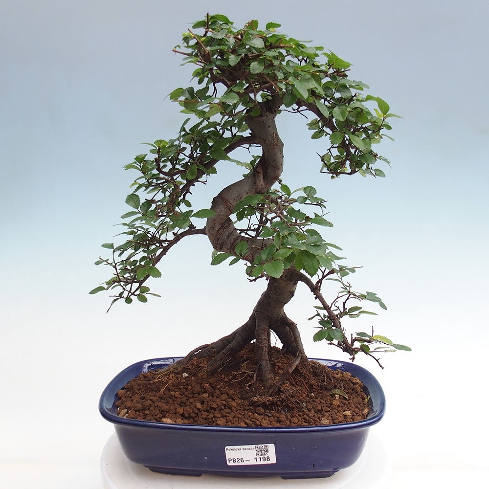 Room bonsai - Ulmus parvifolia - Small-leaved elm