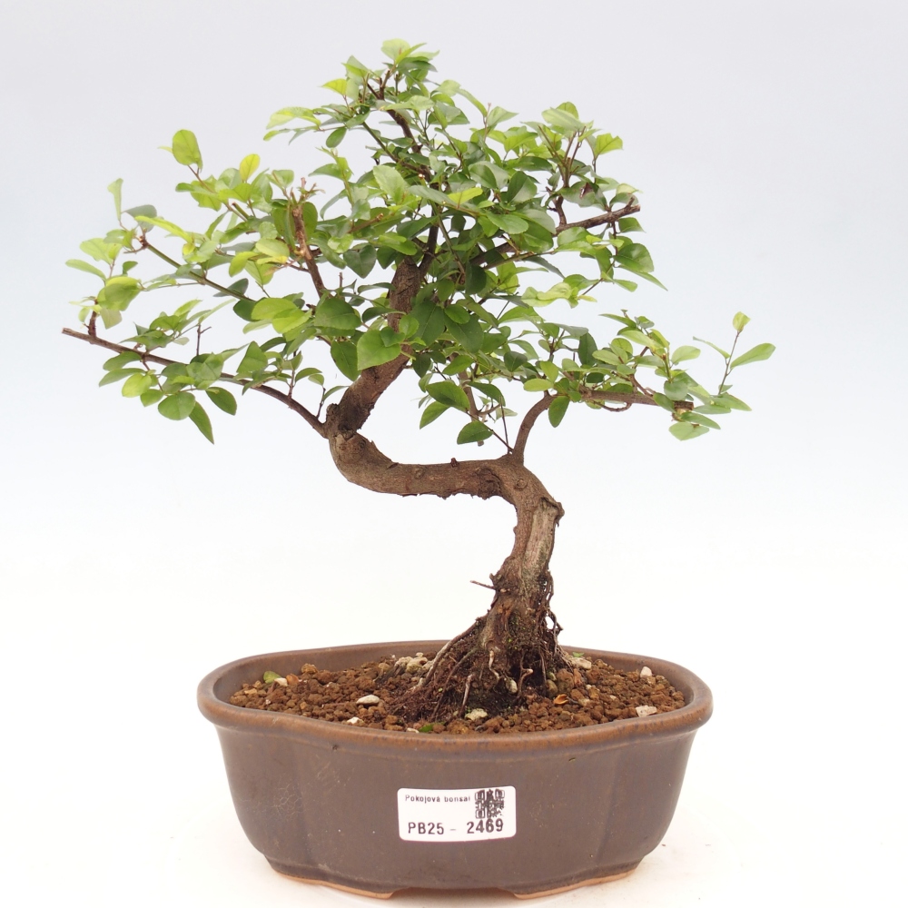 Indoor bonsai - Sagerécie thea - Sagerécie thea