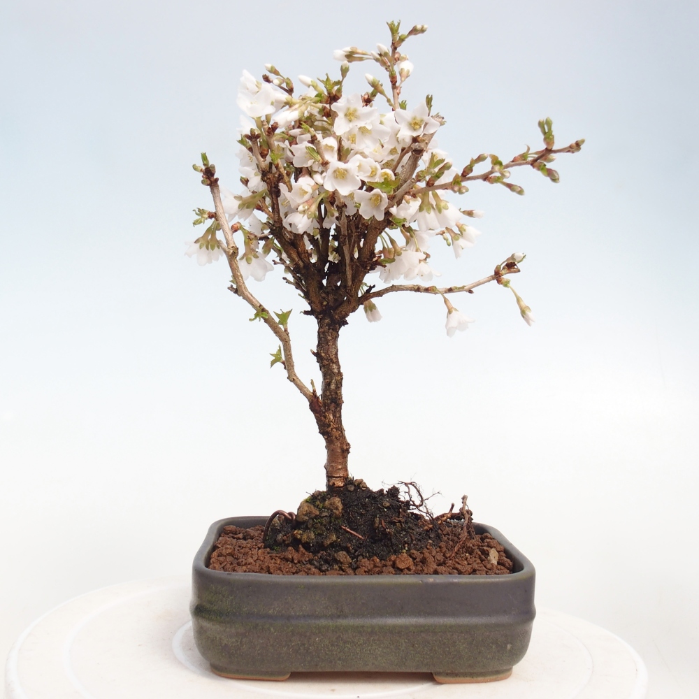 Outdoor bonsai - Prunus incisa Kojou-no mai-Plivon cut out