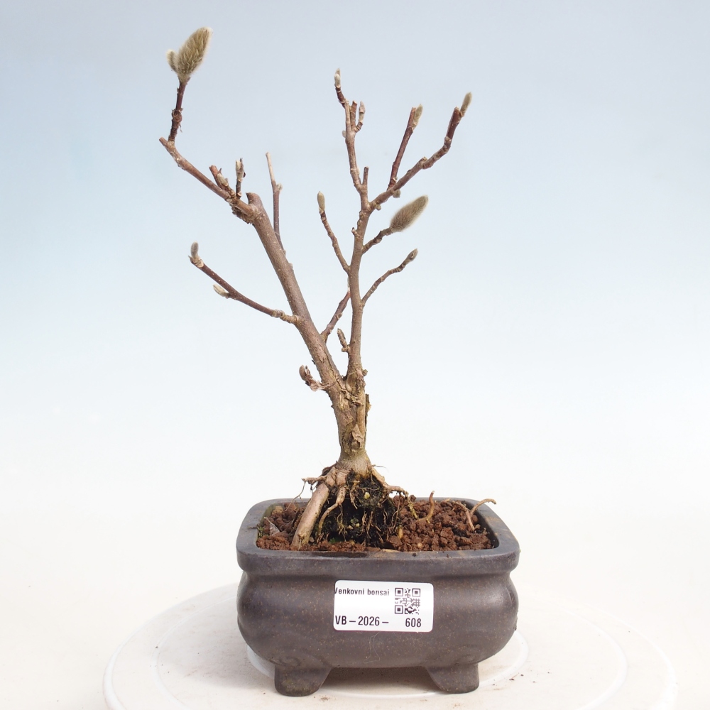 Outdoor bonsai - Magnolia stellata