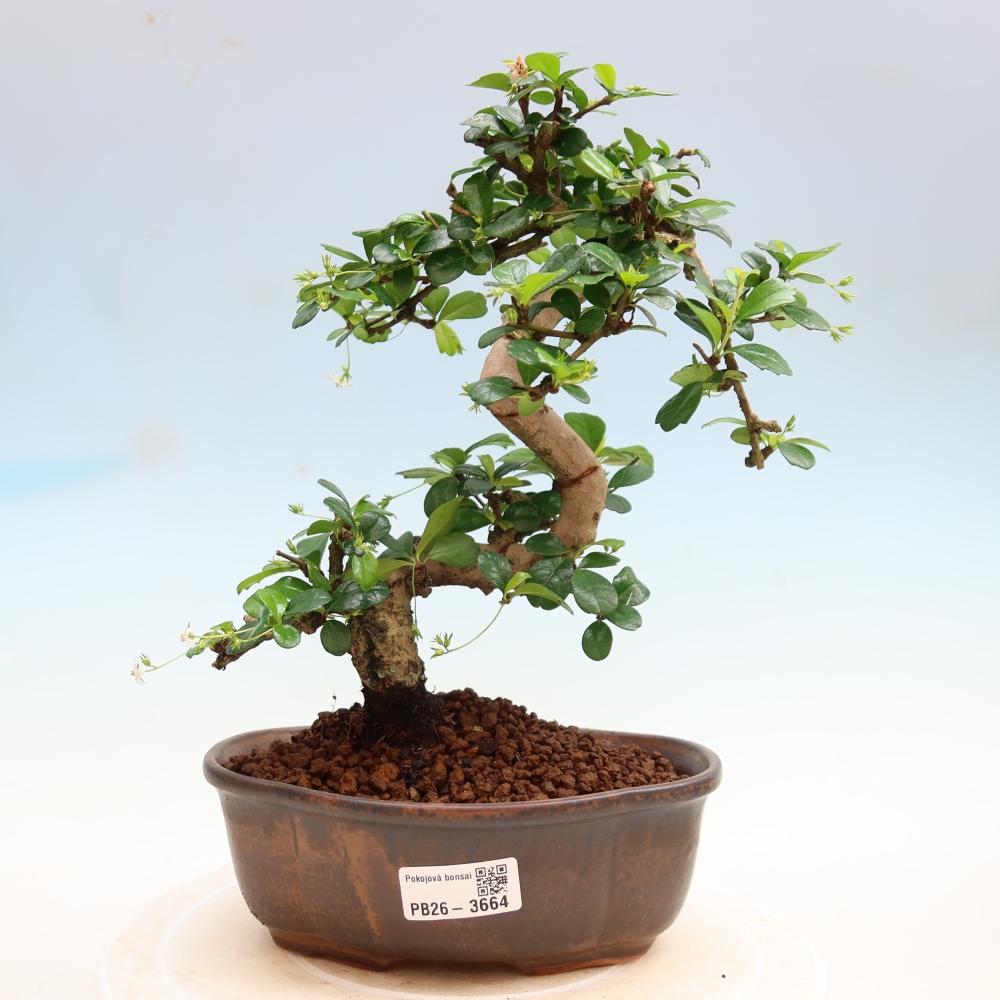 Room bonsai - Carmona macrophylla - Tea fuki