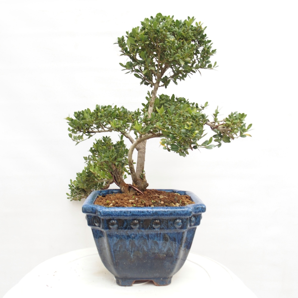 Indoor bonsai - Ilex crenata - Holly