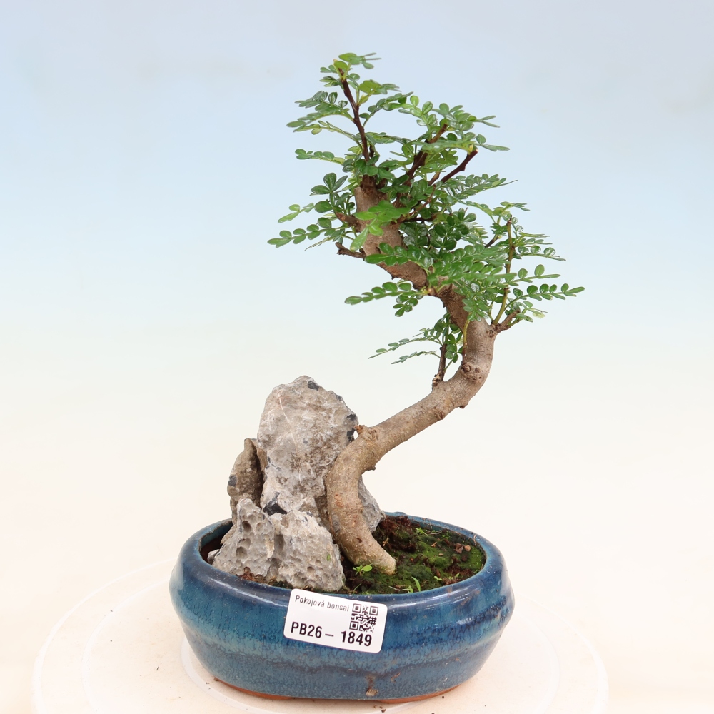 Room bonsai - Zantoxylum piperitum - pepper tree