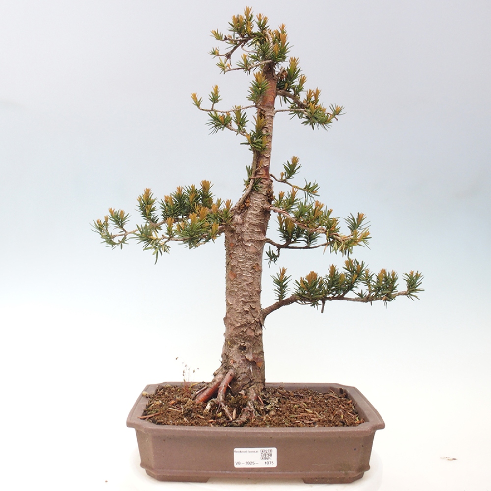 Outdoor bonsai - Taxus cuspidata - Japanese yew