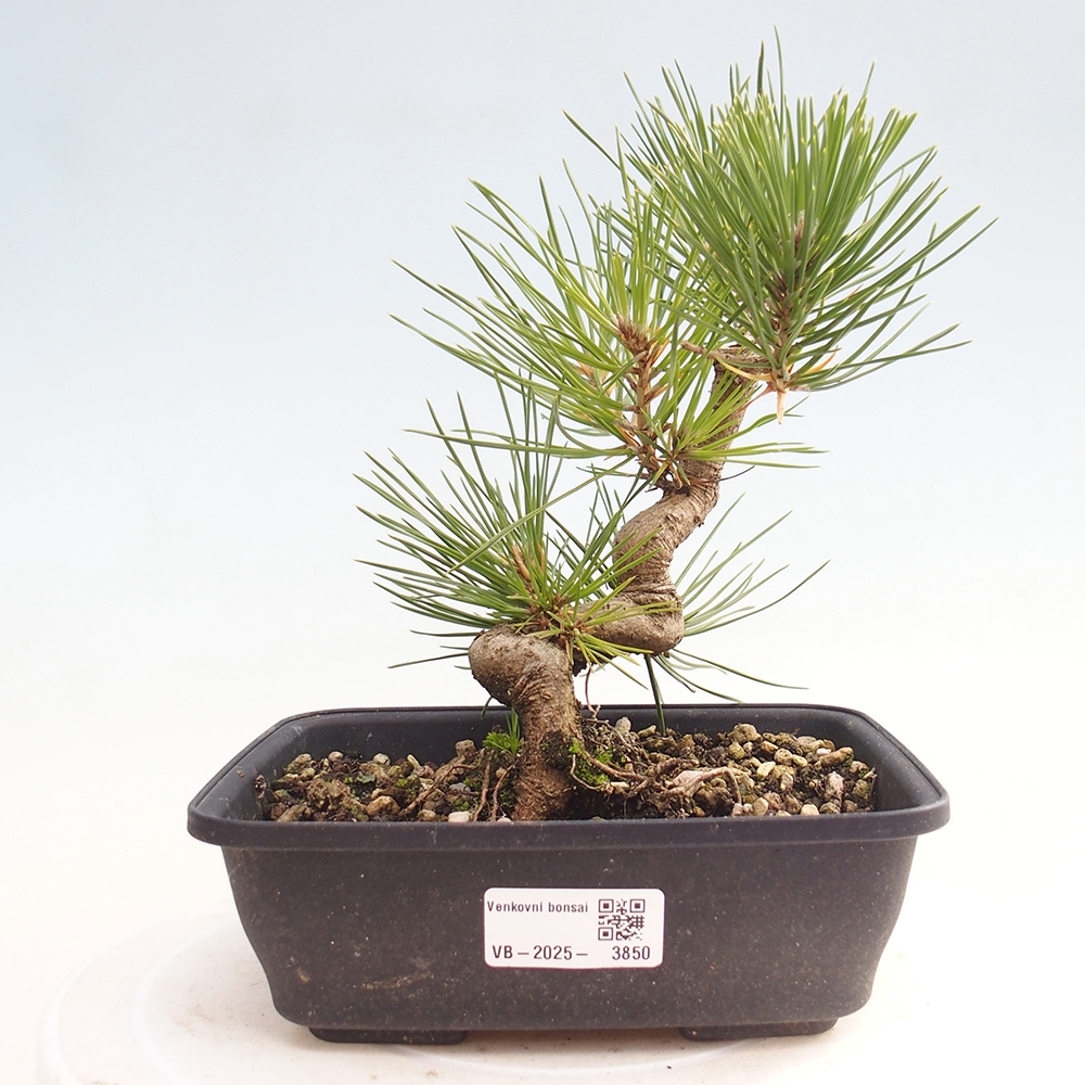 Outdoor bonsai - Pinus thunbergii - Thunberg pine