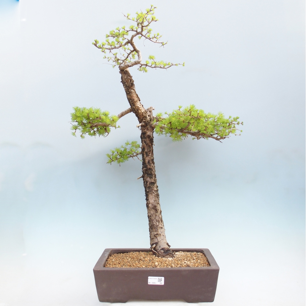 Outdoor bonsai -Larix decidua - Larch