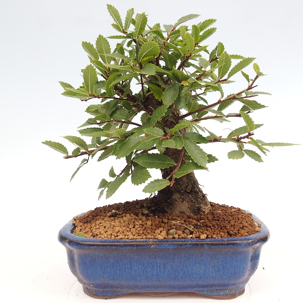 Outdoor bonsai - Zelkova - Zelkova NIRE