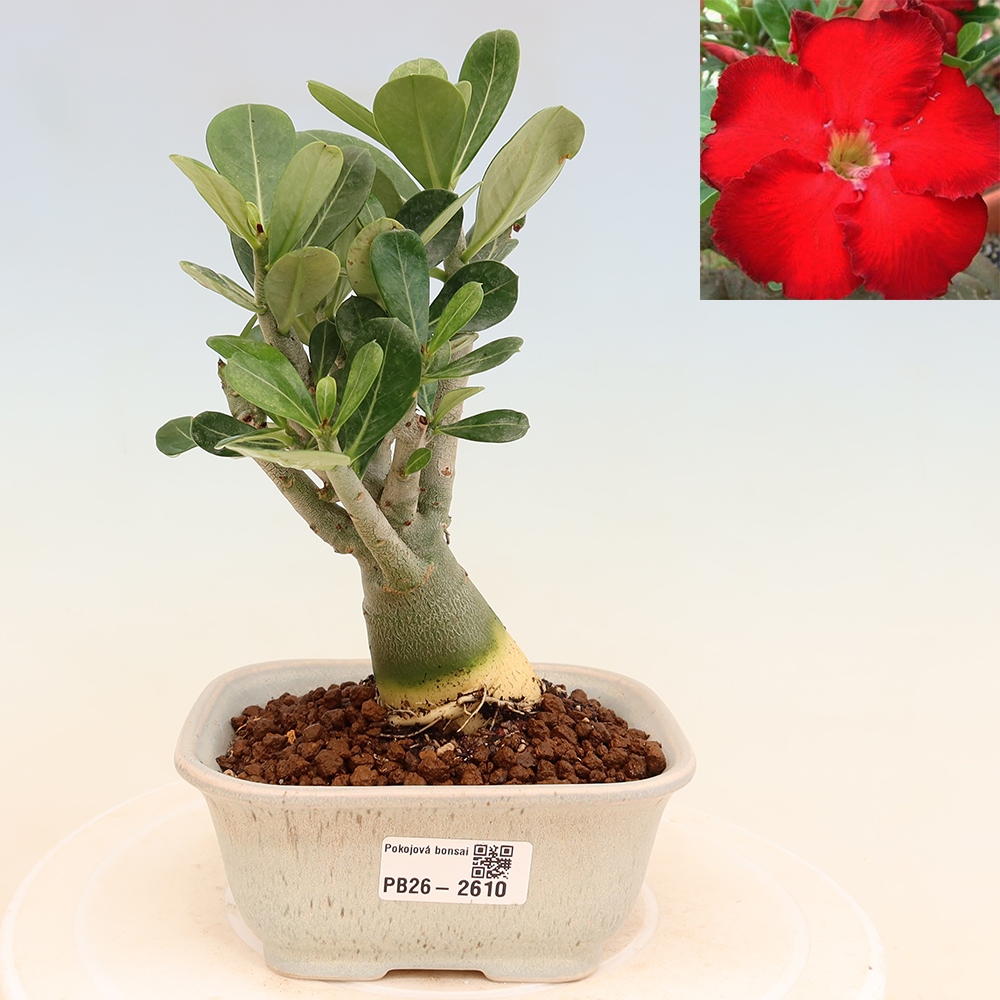 Indoor Bonsai - Adenium obesum Red Star - Desert Rose