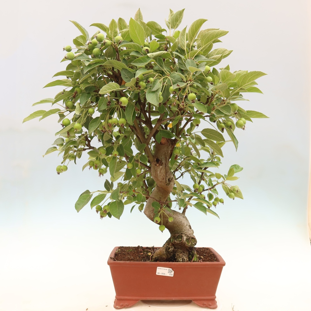 Outdoor bonsai -Malus halliana - Small-fruited apple tree