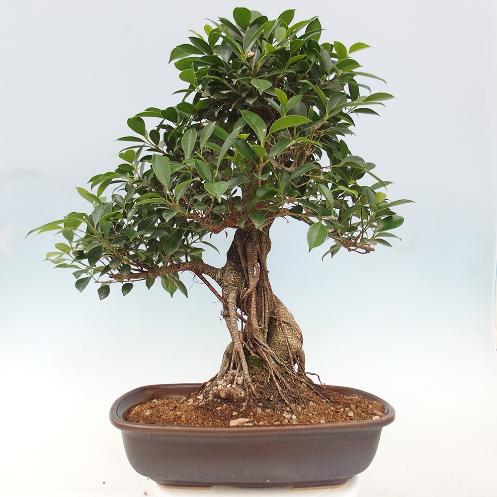 Room bonsai - Ficus kimmen - small-leaved ficus - PERSONAL COLLECTION ONLY or pallet transport