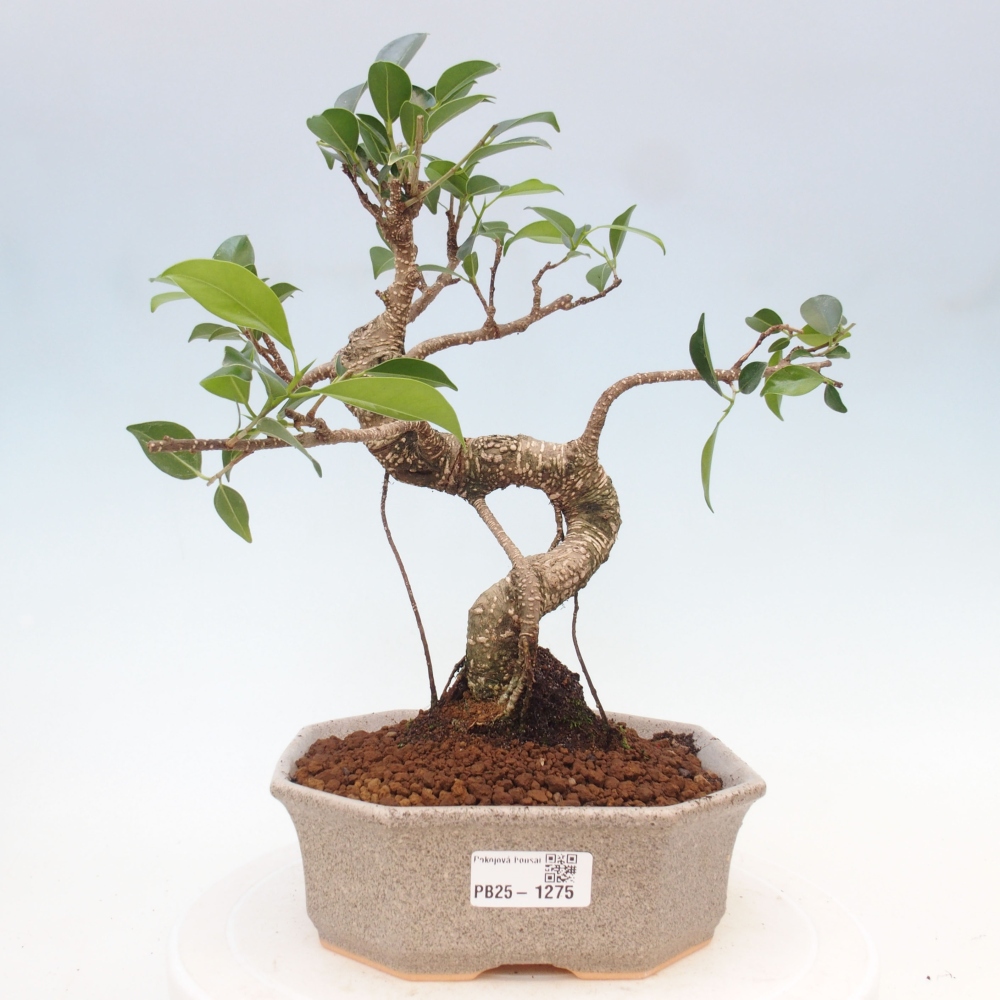 Indoor bonsai - Ficus retusa - small ficus