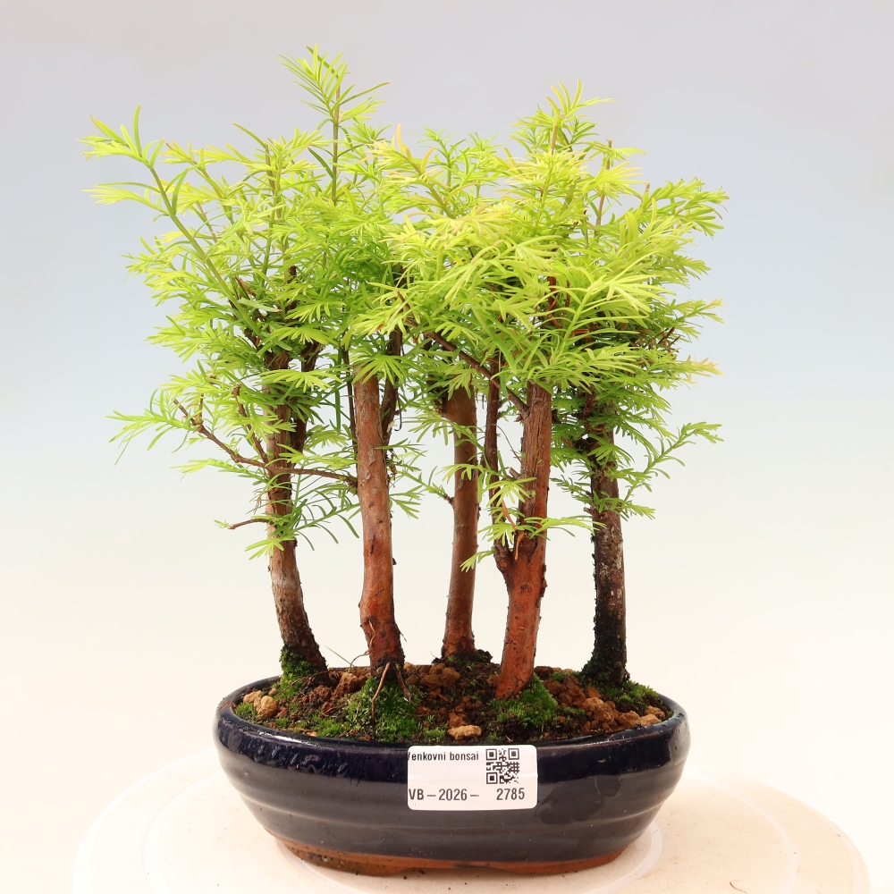 Outdoor Bonsai - Metasequoia glyptostroboides - Chinese Metasequoia - Grove