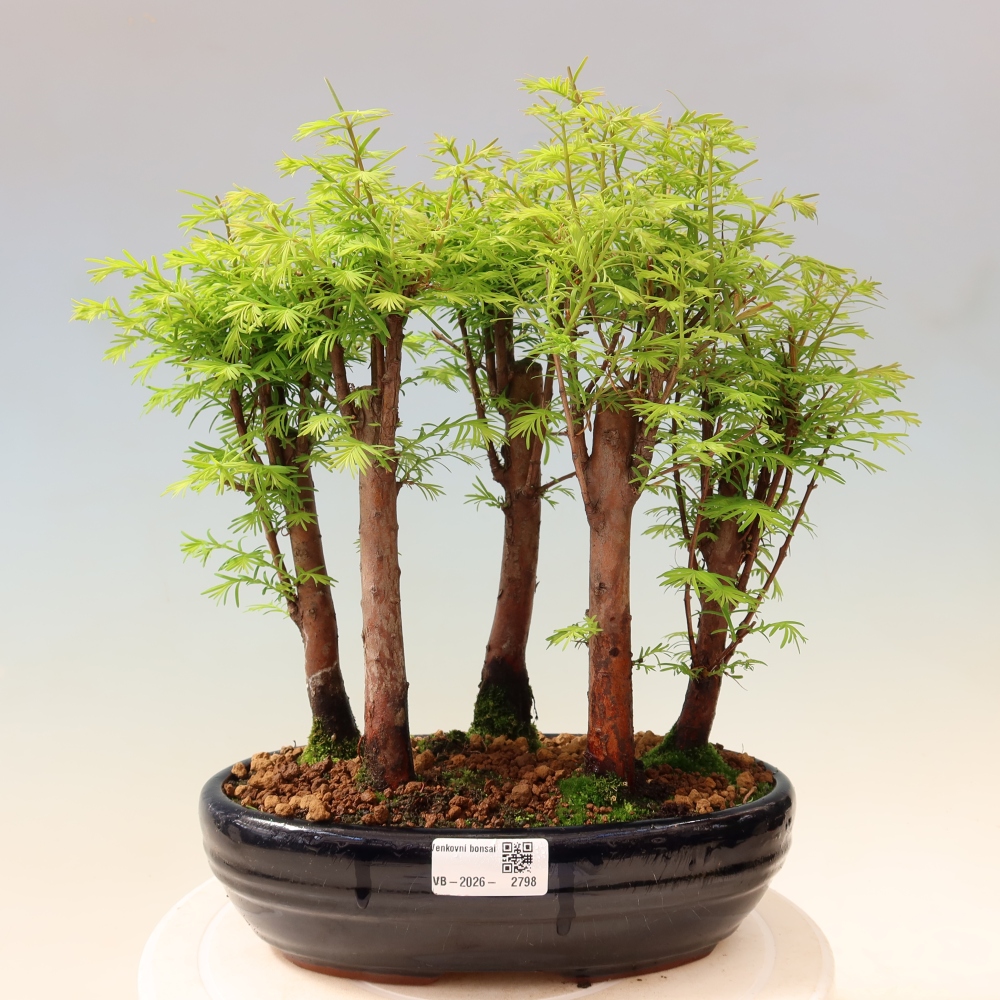 Outdoor Bonsai - Metasequoia glyptostroboides - Chinese Metasequoia - Grove