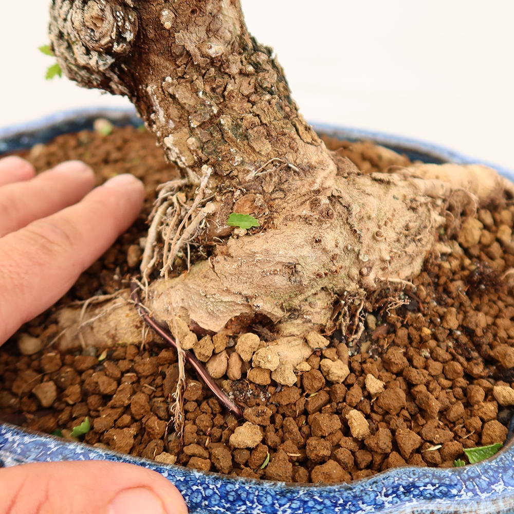 Outdoor bonsai - Zelkova - Zelkova NIRE