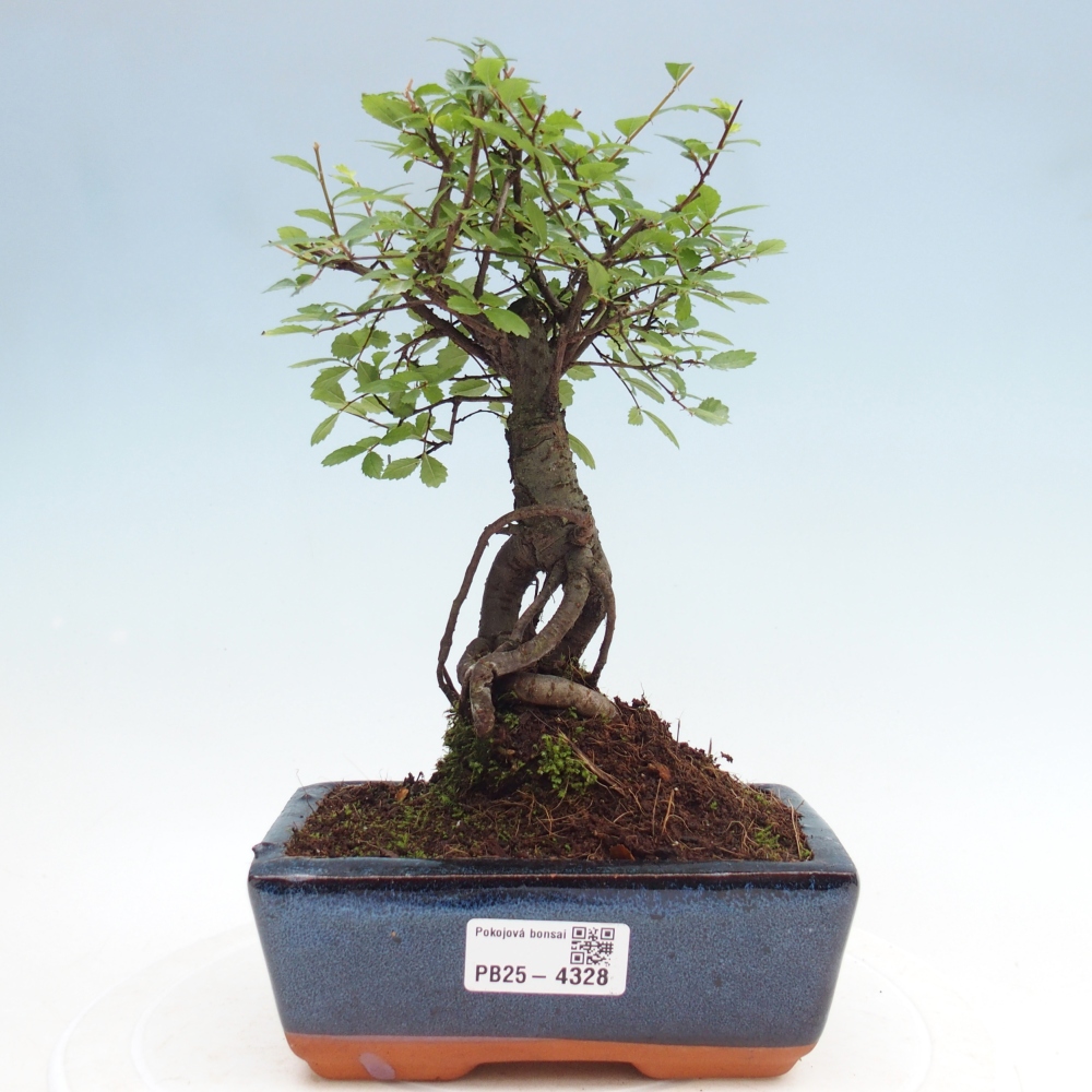 Room bonsai - Ulmus parvifolia - Small-leaved elm