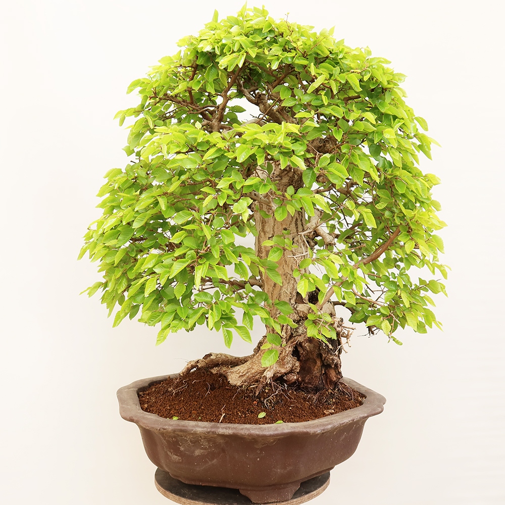 Outdoor bonsai - Carpinus Coreana - Korean hornbeam