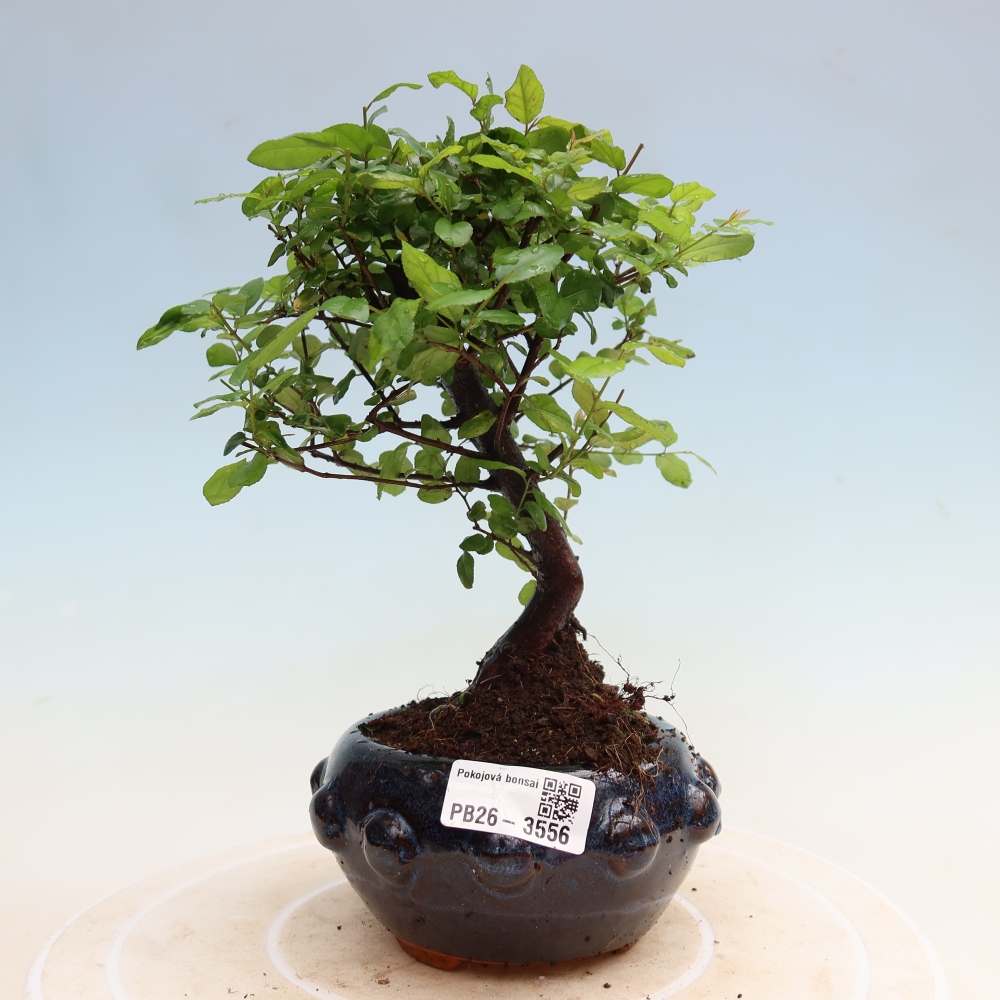 Room bonsai - Sageretia thea - Sageretia thea