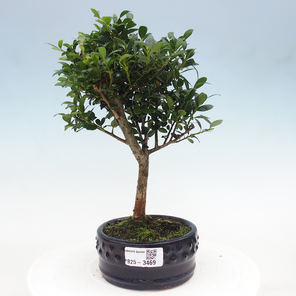 Room bonsai - Ilex crenata - Holly