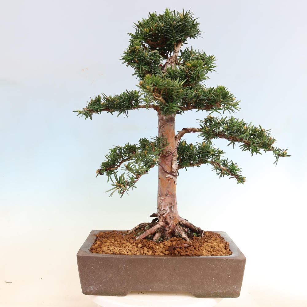 Outdoor Bonsai - Taxus cuspidata  - Japanese Yew