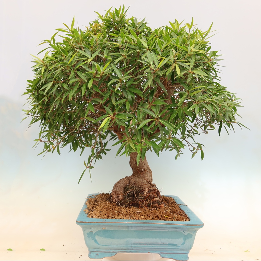 Room bonsai - Ficus nerifolia - small-leaved ficus