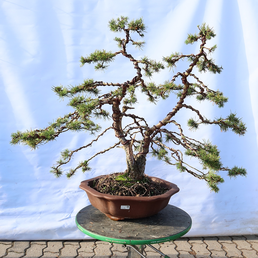 Pinus sylvestris Spain - Scots pine