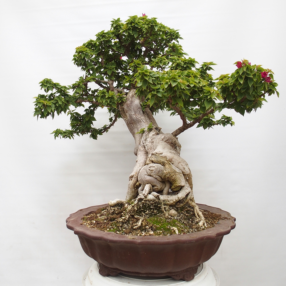 Indoor bonsai - Bouganwilea