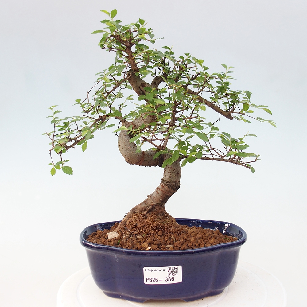 Room bonsai - Ulmus parvifolia - Small-leaved elm
