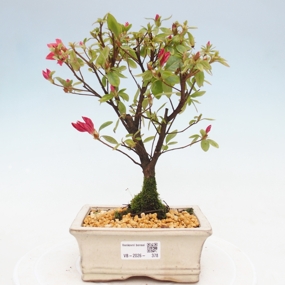 Outdoor bonsai - Japanese azalea - Azalea sp.