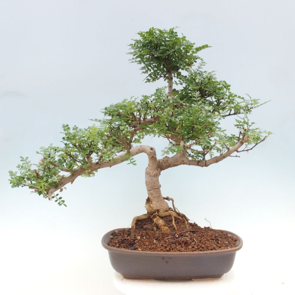 Indoor bonsai - Zantoxylum piperitum - Peppermint