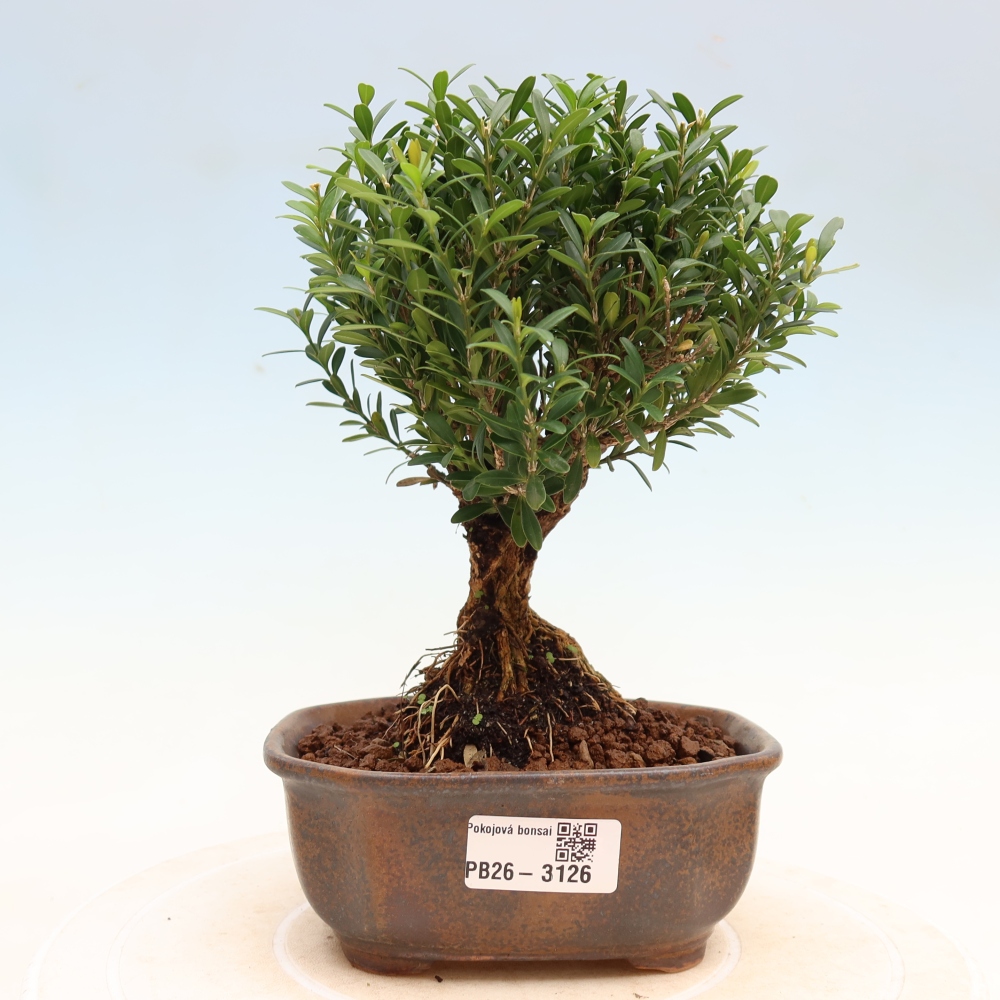 Room bonsai - Buxus harlandii - cork buxus