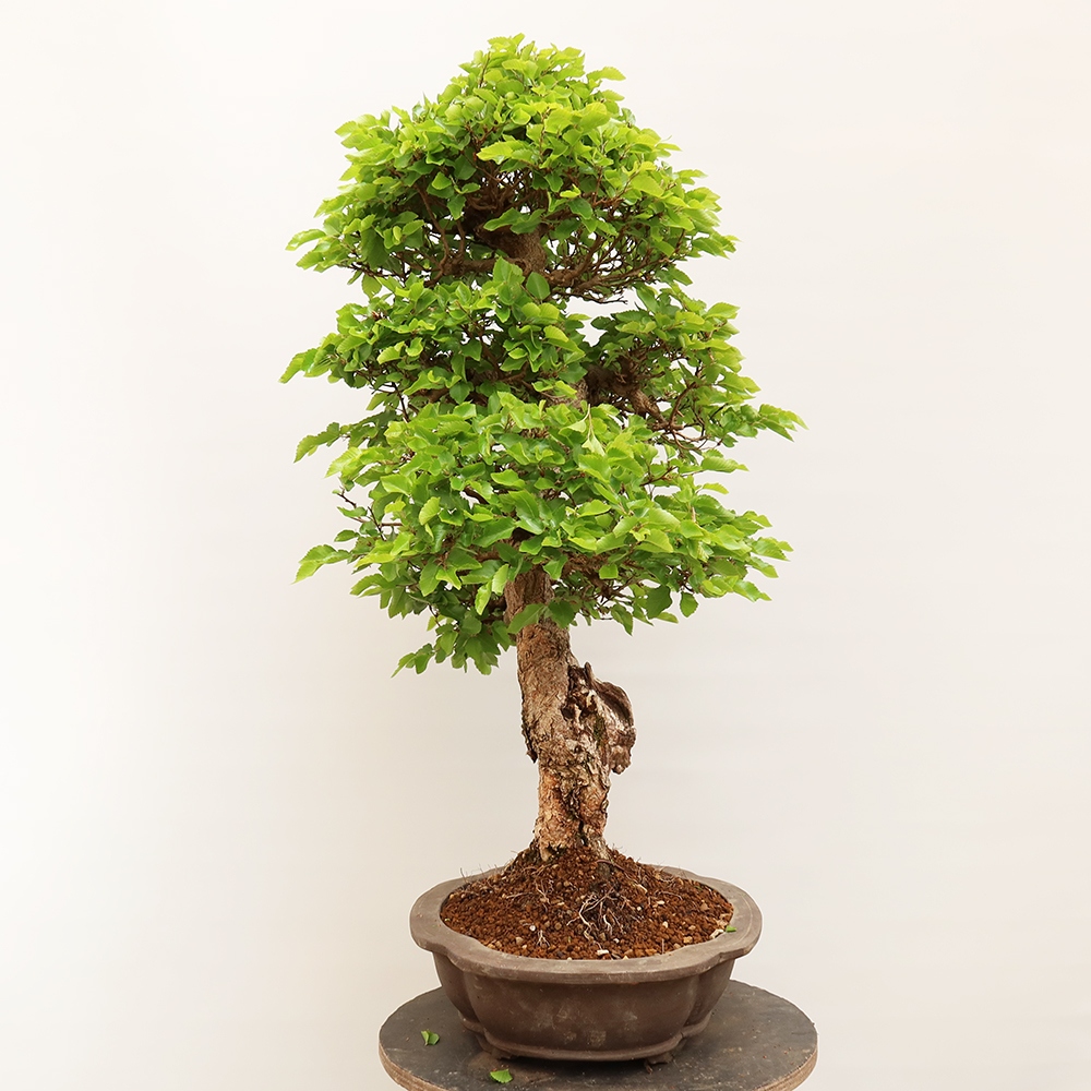 Outdoor bonsai - Carpinus Coreana - Korean hornbeam