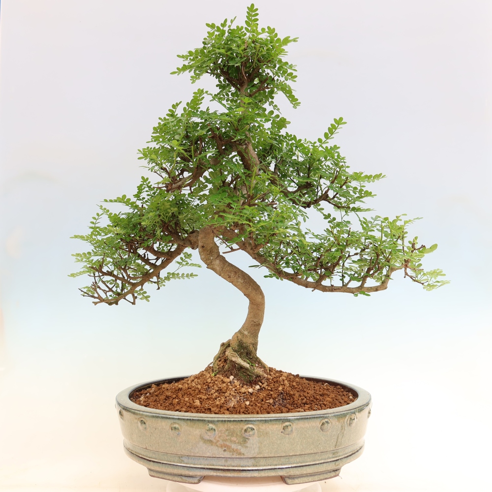 Room bonsai - Zantoxylum piperitum - pepper tree