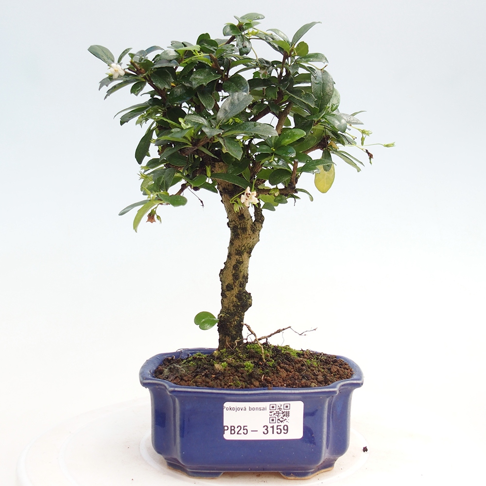 Indoor bonsai - Carmona macrophylla - Fuki tea