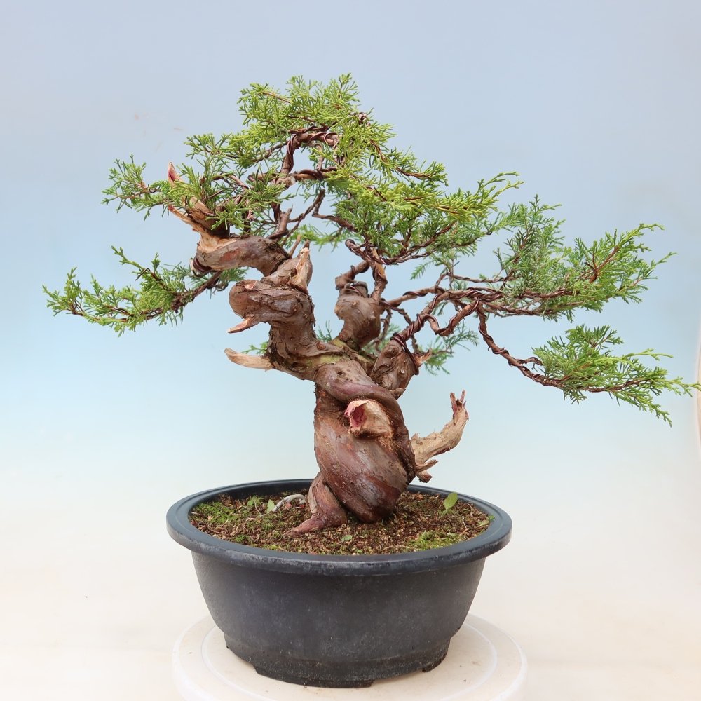 Outdoor Bonsai - Juniperus chinensis Itoigawa - Chinese Juniper