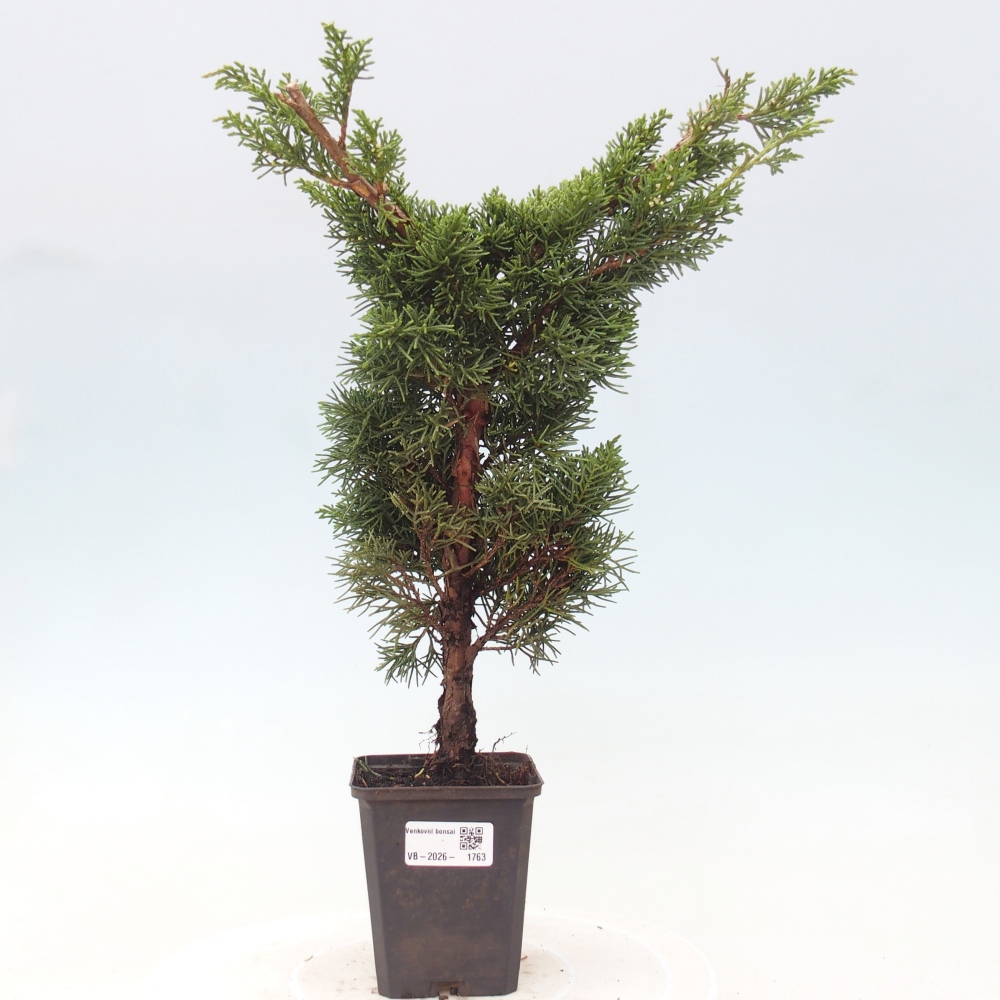 Outdoor bonsai - Juniperus chinensis Kishu