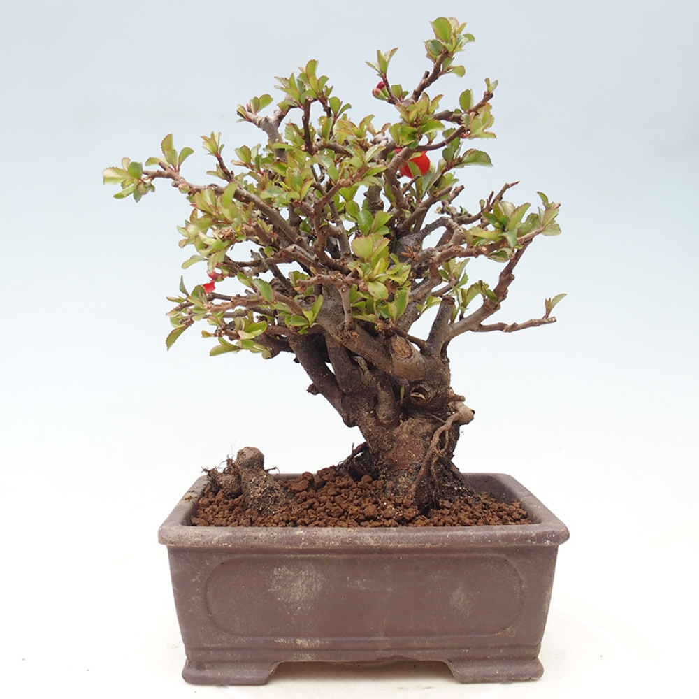 Outdoor bonsai - Chaneomeles speciosa - Quince