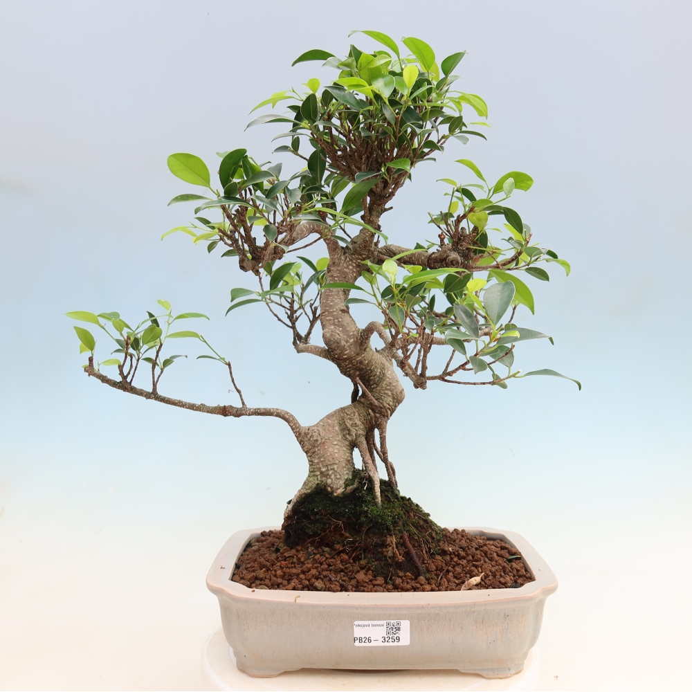 Room bonsai - Ficus kimmen - small-leaved ficus
