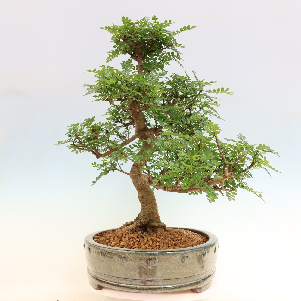 Room bonsai - Zantoxylum piperitum - pepper tree