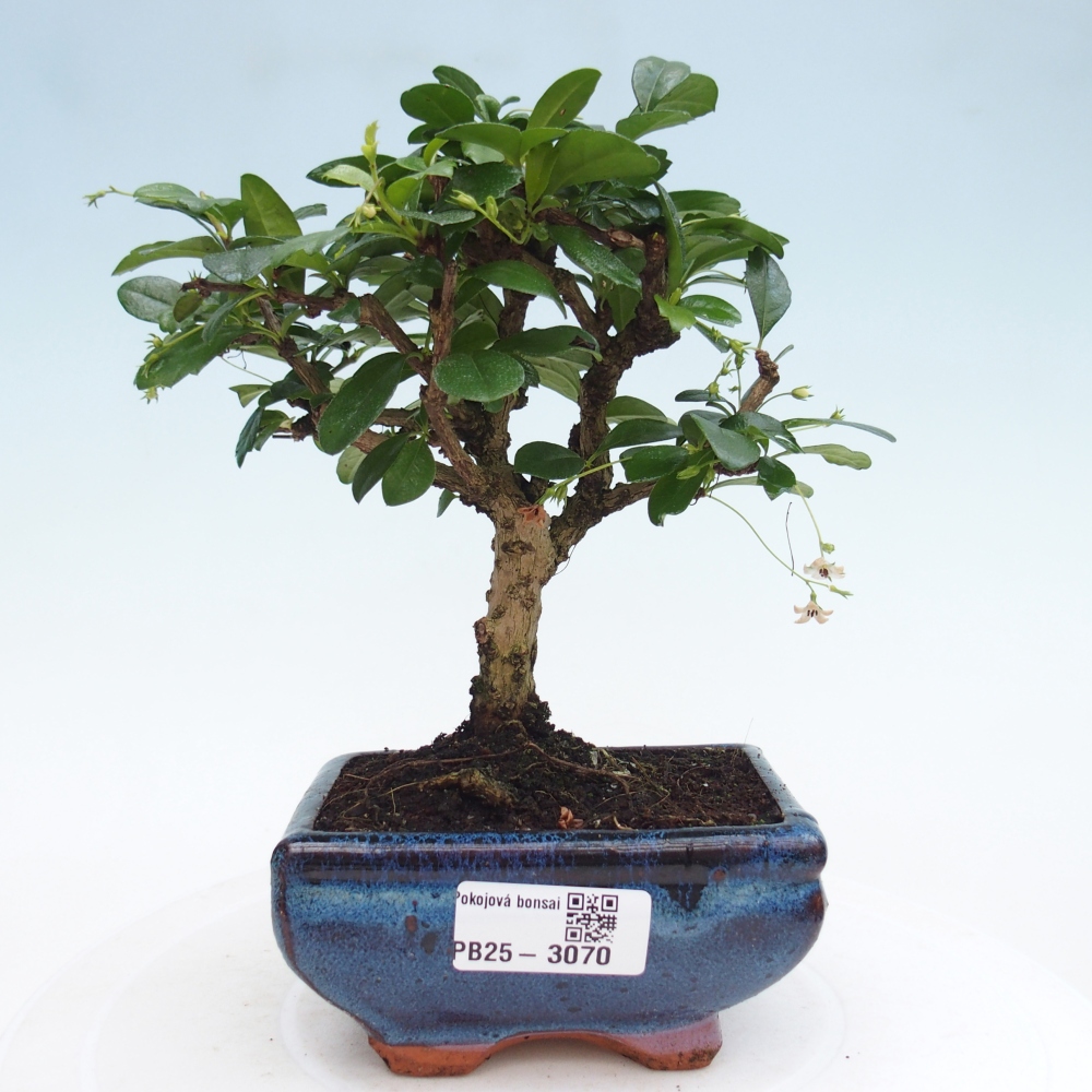 Indoor bonsai - Carmona macrophylla - Fuki tea