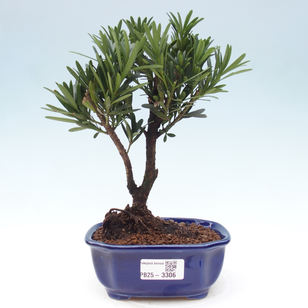 Room bonsai - Podocarpus - Stone Yew