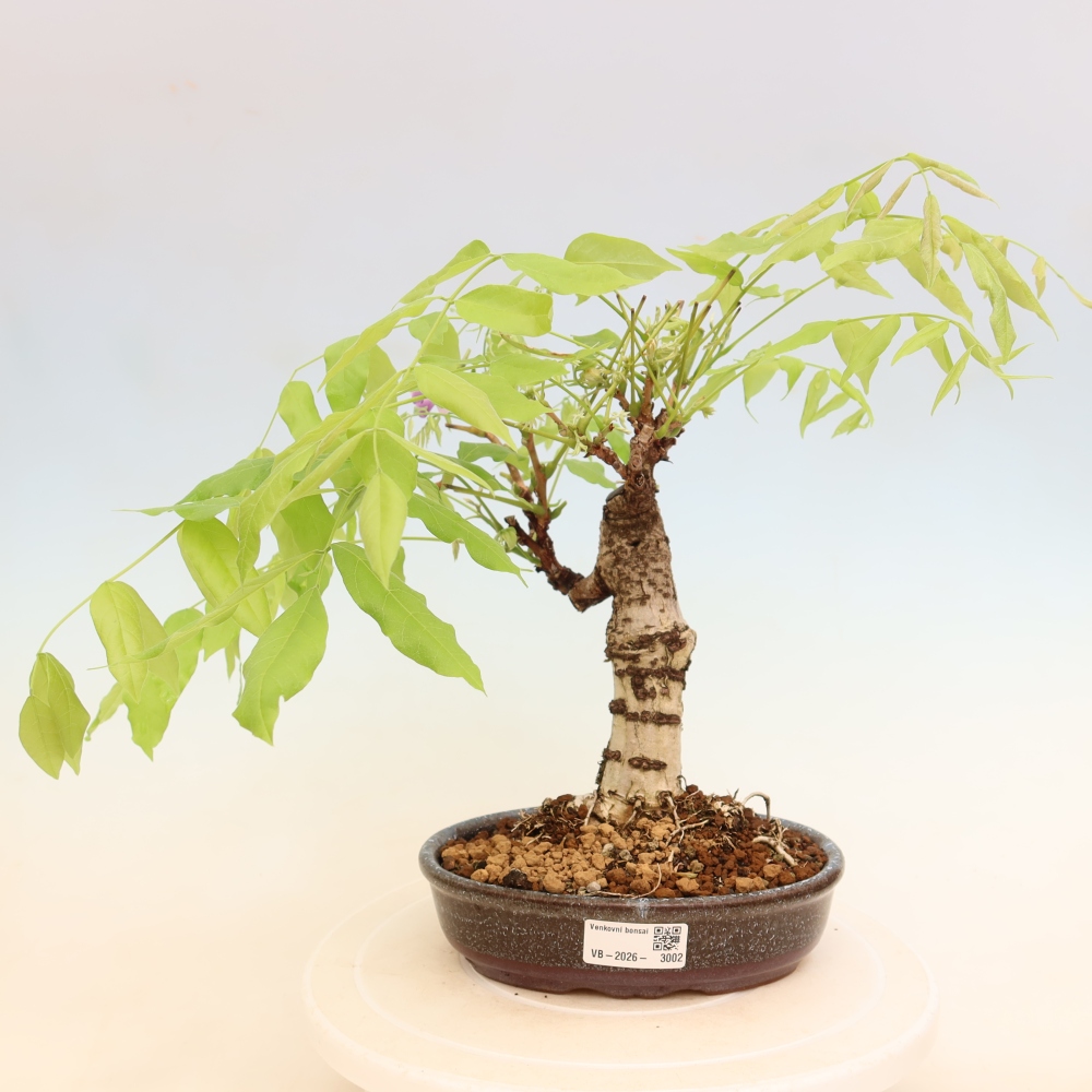 Outdoor bonsai - Wisteria floribunda