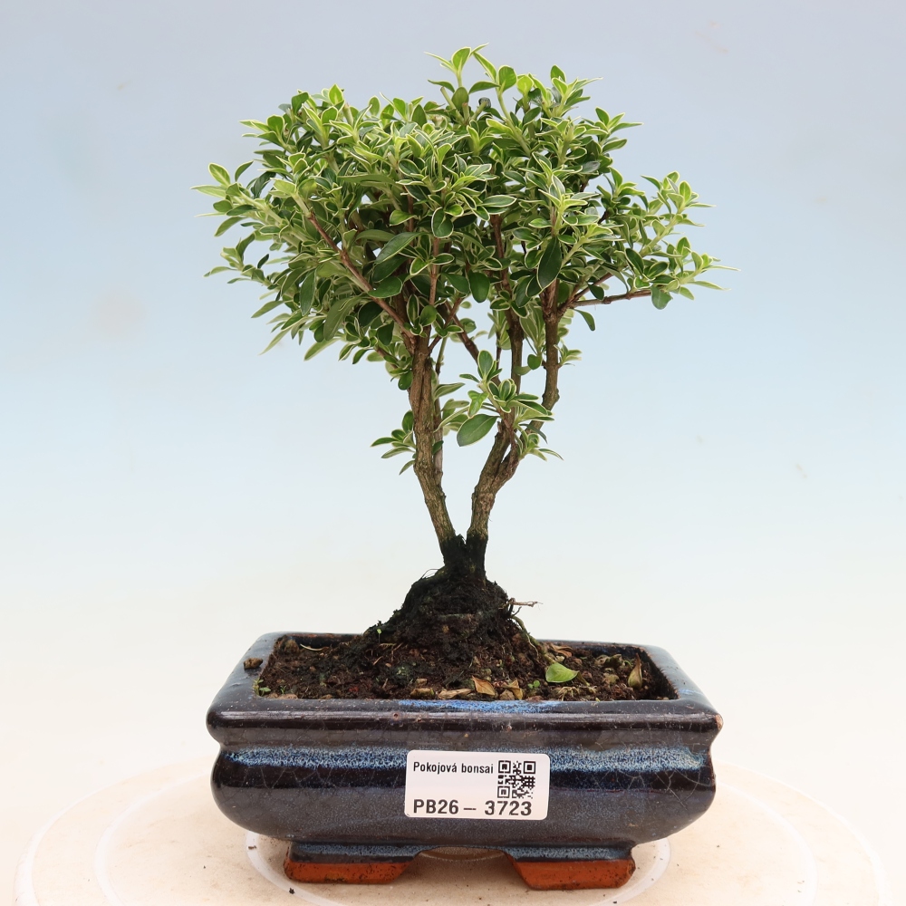 Indoor Bonsai - Serissa foetida Variegata - Tree of a Thousand Stars