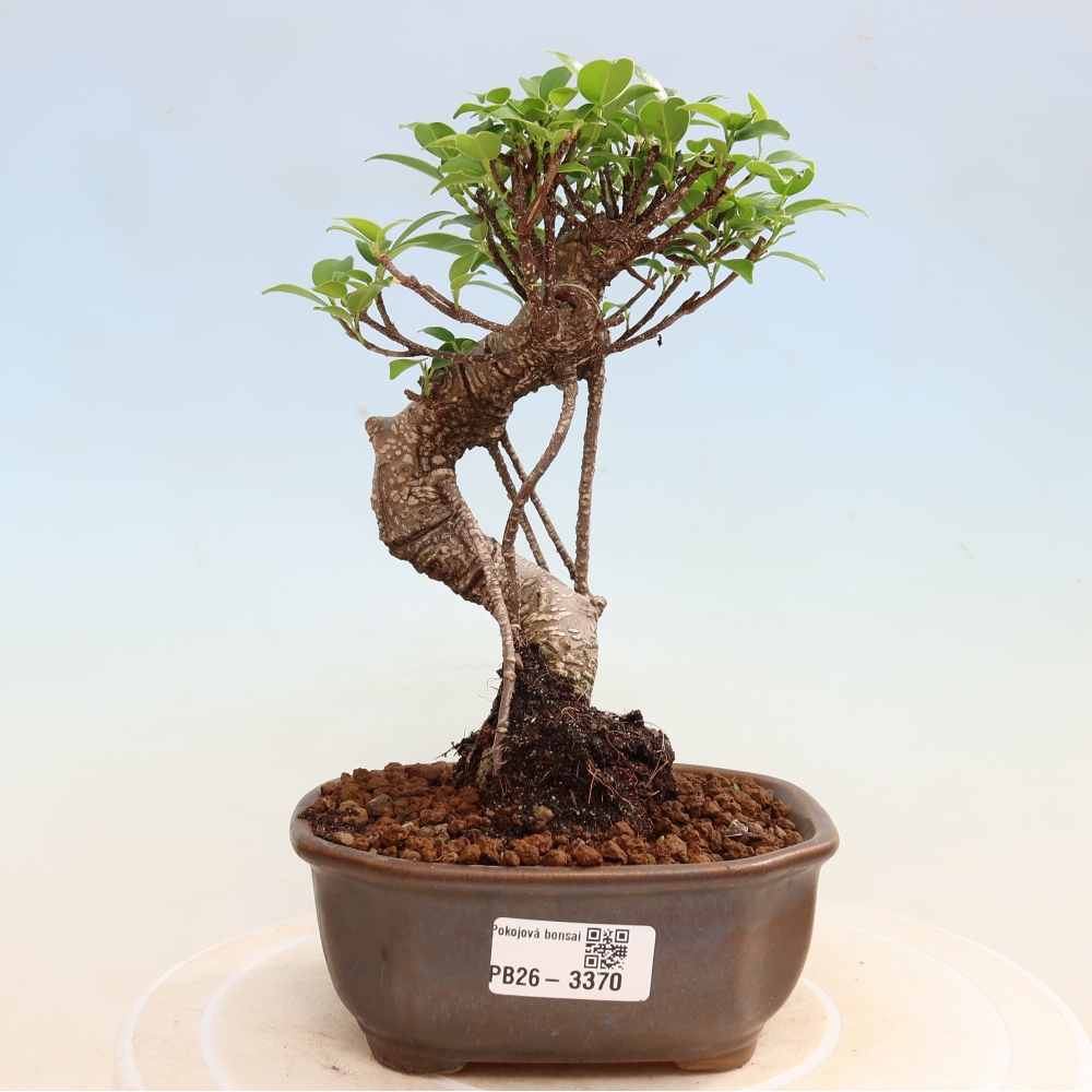 Room bonsai - Ficus kimmen - small-leaved ficus
