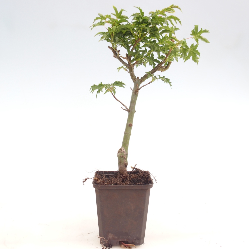 Outdoor bonsai -Javor palmate - Acer palmatum Shishigashira in container