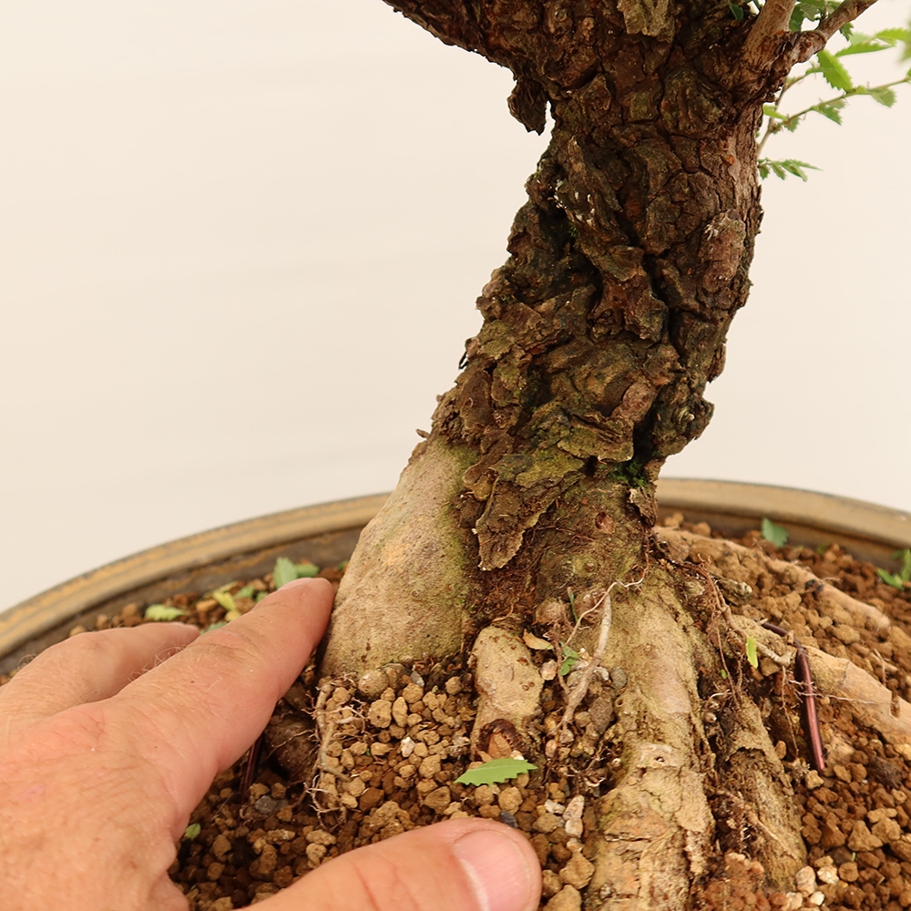Outdoor bonsai - Zelkova - Zelkova NIRE